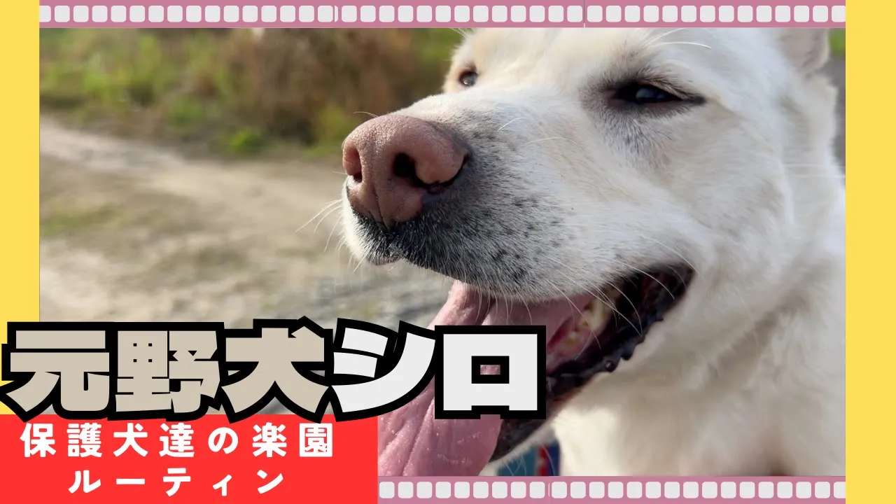 元野犬シロの様子【里親様募集中です】