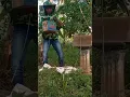 Download Lagu 🐝 honeybee cara pengeluaran koloni lebah yang berada di kardus agar tidak galak di karung#shorts🐝🐝😊😊