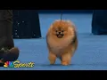 National Dog Show 2025 Toy Group Full Judging NBC Sports