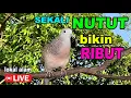 Download Lagu Perkutut Lokal Gacor alam liar iramanya BIKIN CEPAT NYAUT