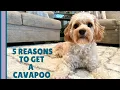 5 REAL Reasons You Should Get a Cavapoo What You Need to Know