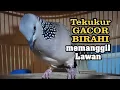 Lagu Langsung Nyaut dan ikut Bunyi dengan Pancingan terkukur/Derkuku GACOR BIRAHI ini