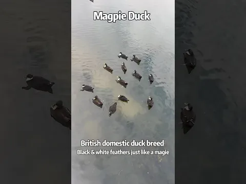 Magpie Duck ：Black & white feathers just like a magpie, and they lay super big eggs! 🥚