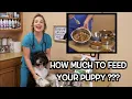 Download Lagu How much food to feed your puppy? | Veterinary Approved