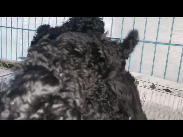 動画