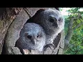 Tawny Owl Chicks Find Their Wings Foster Owl Luna s Story Luna Bomber Robert E Fuller