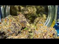 COTTONCANDY COOKIES Strain Review