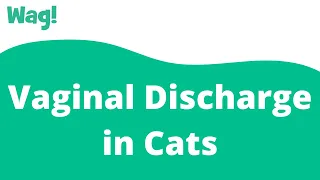 Vaginal Discharge in Cats Wag
