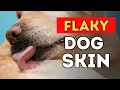 Dry Itchy and Flaky Dog Skin Brand New Holistic Remedy