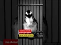 Download Lagu masteran mewah ropel ngotot suara trucukan gacor #trucukangacor #shorts #shortsvideo #shortsfeed