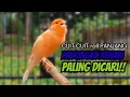 Download Lagu PANCINGAN KENARI GACOR CUIT CUIT COCOK UNTUK MASTERAN DAN TERAPI KENARI MACET BUNYI AGAR GACOR