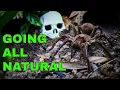 Download Lagu I'm DITCHING Basic Tarantula Husbandry - HERE'S WHY!