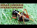 Lagu MASTERAN MURAI BATU!! SUARA JANGKRIK UNTUK ISIAN MURAI BATU BIKIN JADI PUSAT PERHATIAN LAWAN
