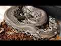 Looking at Chrome x Black Head Sumatrans this year s clutch and previous clutch