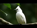 Download Lagu Burung Bulbul Berkumis Putih Albino Langka — Siulan Murni dalam Detail Ultra 8K (Tanpa Musik, Suara Rimba Mentah)