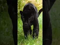 Download Lagu Beautiful Black jaguar, Inka 🖤 #shorts