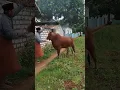 Manusia vs Sapi #short #idulqurban #sapi #manusia