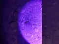 Download Lagu Finding precious stones using UV light  💎#amazing #gems #pyrite #stone #beautiful #nature #uv