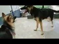 Download Lagu little German Shepherd fighting#Rio \u0026 Liliiii#germanshepherd