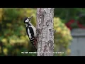 Stevan Pasaribu - Belum Siap Kehilangan (Official Lirik Video)