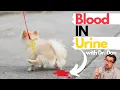 Download Lagu Dog Bloody Urine, most common causes VET explains