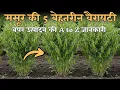 मसूर की ये 5 दमदार किस्में बदल देगी आपकी किस्मत | बंपर उत्पादन की A to Z जानकारी | Lentil Farming