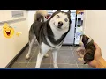 TRY NOT TO LAUGH 😂 Funniest Dog Moments Ever 2025 | Dog Comedy TV Daily #42
