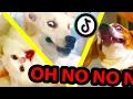 Download Lagu oh no oh no oh no no no TikTok meme with Pets Only | TikTok Compilation Part 2