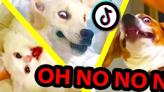 Download oh no oh no oh no no no TikTok meme with Pets Only | TikTok Compilation Part 2 MP3