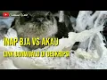 Download Lagu INAP BJA VS AKAU 2014 SUDAH TERBUKTI
