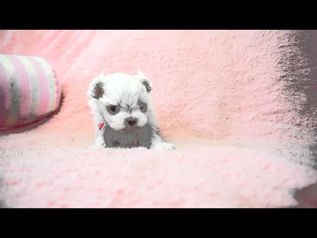 動画