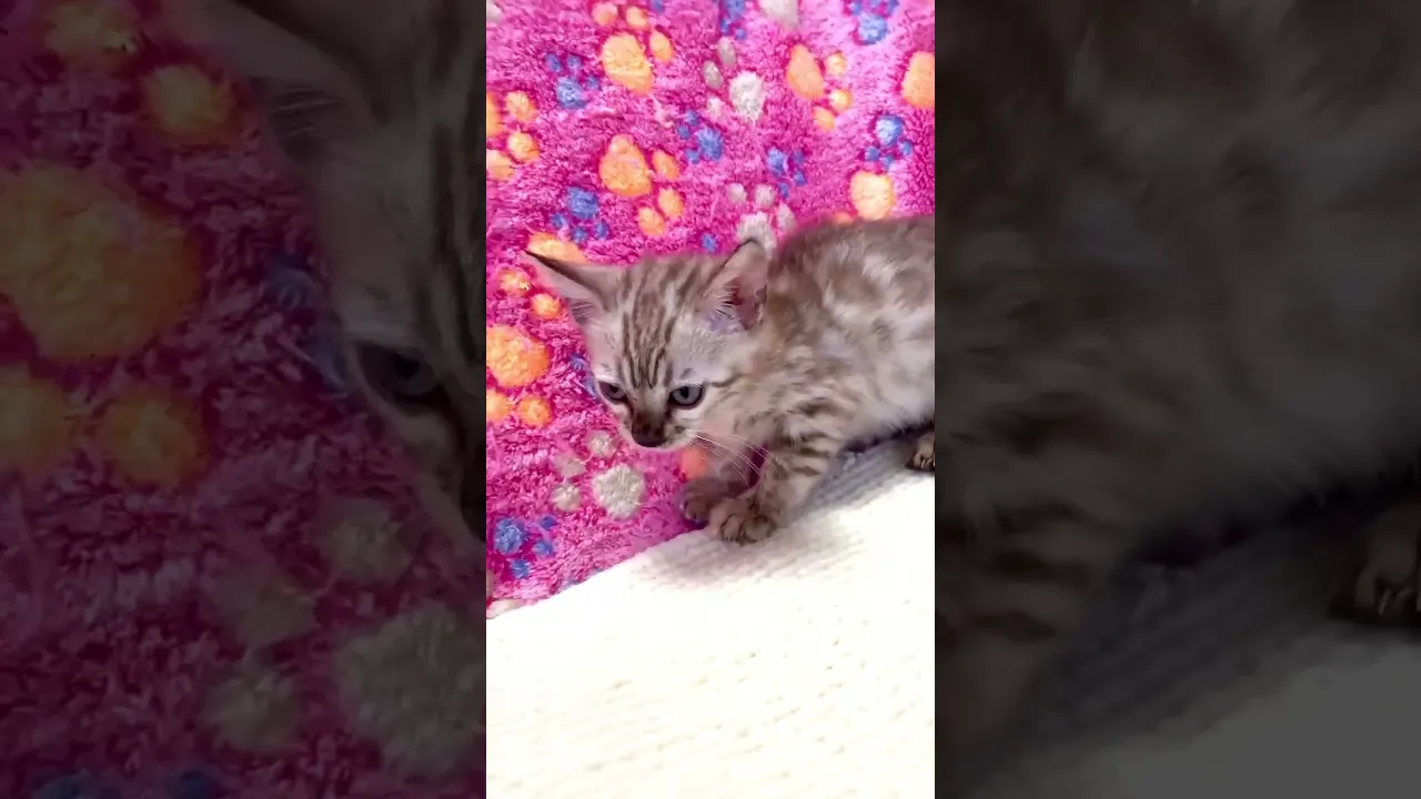 動画