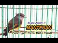 Download Lagu Burung Mantenan Muda Gacor  | masteran dan pikatan Burung mantenan (Sepah Kecil)