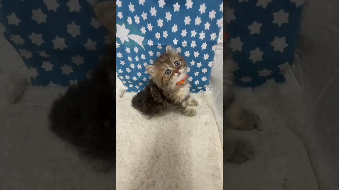 動画
