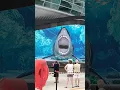 Download Lagu Giant Shark Attacks Aquarium Glass Nassau Bahamas