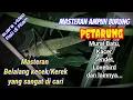 Download Lagu Audio suara Walang kecek,Masteran Yang cocok untuk suara tembakan kasar