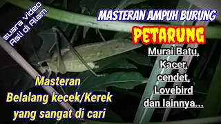 audio suara walang kecek masteran yang cocok untuk suara tembakan kasar