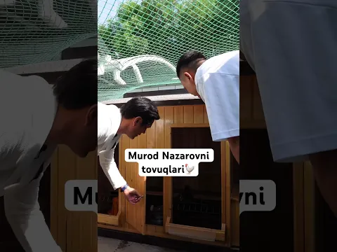 Murod Nazarovning tovuqlari🐓