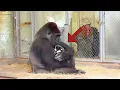 Download Lagu Gorilla Won’t Let Go of Small Puppy, When the Zookeepers Arrived Everything Changes