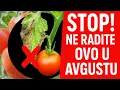 Download Lagu DRINGEND IN AUGUSTUS! Deze 7 fouten worden door ALLE TUINIERS gemaakt en verpesten de vrucht en de..