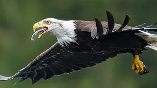 8X Slow Motion: The Impossible Physics of Eagle Hunting