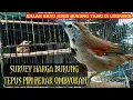Download Lagu Survey Harga Burung Tepus Pipi Perak Ombyokan || Salah Satu Jenis Burung Di Lindungi
