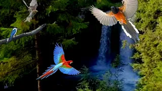 suara air terjun mengalir deras untuk terapi masteran burung