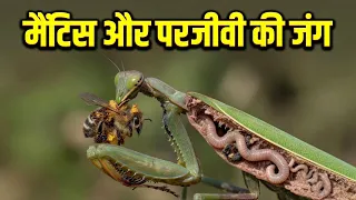 प्रकृति का क्रूर चक्र: मेंटिस और परजीवी की जंग