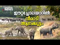ആനക്കുളത്തിലെ കുട്ടിക്കൊമ്പന്മാരുടെ നീരാട്ട്, ഇടുക്കിയിലെ സുന്ദരകാഴ്ച| Wild Elephant | Idukki
