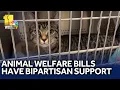 Baltimore County animal welfare bills have bipartisan support