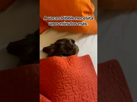 Pibble necesita Mimir un ratito más