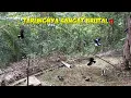 Download Lagu mikat burung kacer main kroyokan yang datang sekampung⁉️