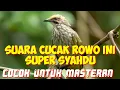 Download Lagu suara cucak rowo super syahdu cocok untuk masteran