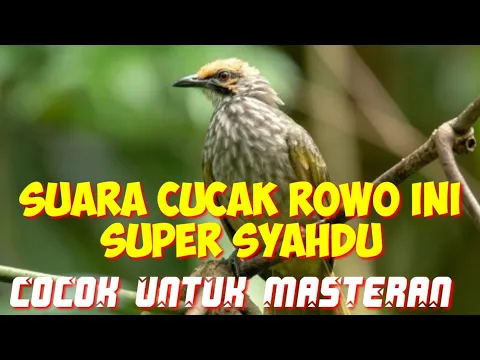 Download MP3 suara cucak rowo super syahdu cocok untuk masteran